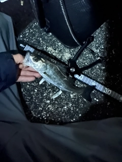 セイゴ（ヒラスズキ）の釣果