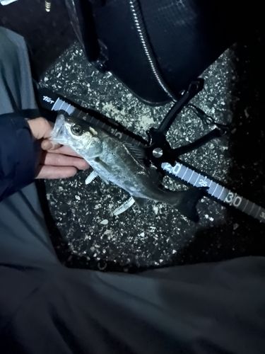 セイゴ（ヒラスズキ）の釣果