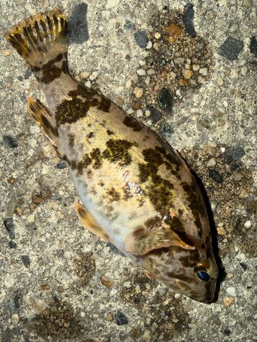 タケノコメバルの釣果