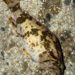 タケノコメバル