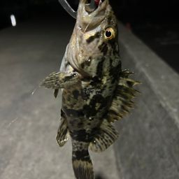 タケノコメバル