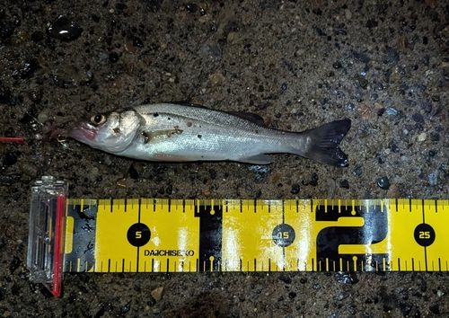 セイゴ（ヒラスズキ）の釣果