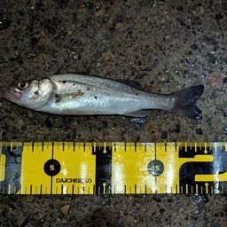 セイゴ（ヒラスズキ）