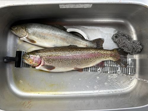 ヤシオマスの釣果