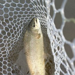 ロックトラウト