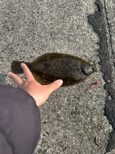 カレイの釣果