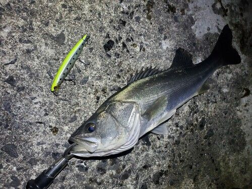 シーバスの釣果