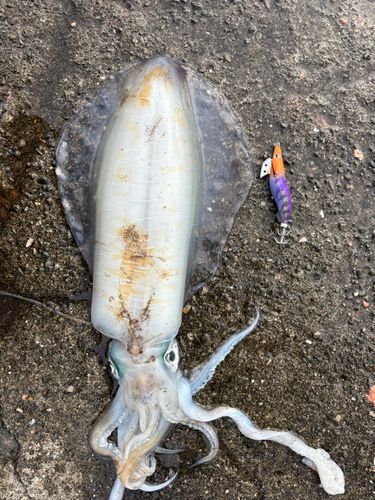 イカの釣果