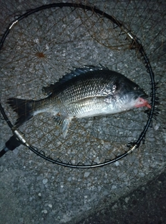 キビレの釣果
