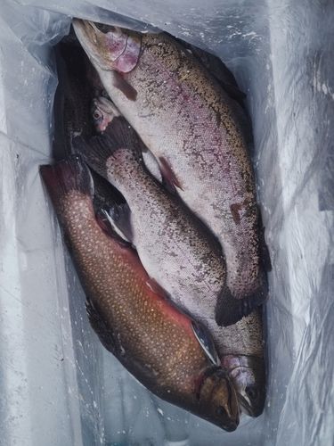 ニジマスの釣果