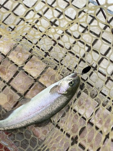 レインボートラウトの釣果