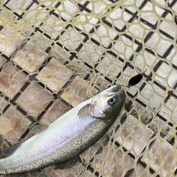 レインボートラウト