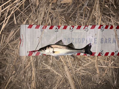 セイゴ（マルスズキ）の釣果