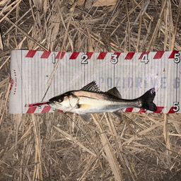 セイゴ（マルスズキ）