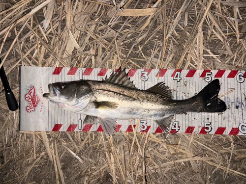 フッコ（マルスズキ）の釣果