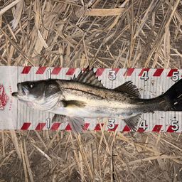 フッコ（マルスズキ）