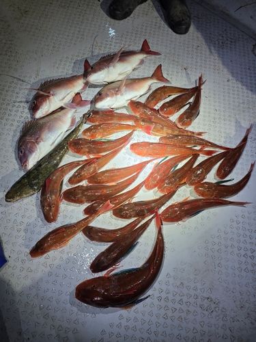 東京湾（アクアライン以北）