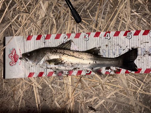 フッコ（マルスズキ）の釣果