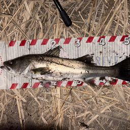 フッコ（マルスズキ）