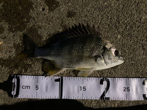 碧南海釣り公園