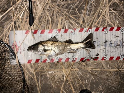 セイゴ（マルスズキ）の釣果