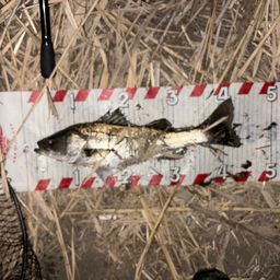 セイゴ（マルスズキ）