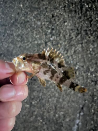 タケノコメバルの釣果