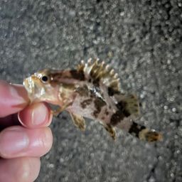 タケノコメバル