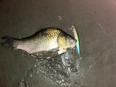 ヘラブナの釣果