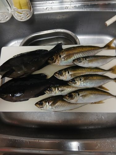マアジの釣果