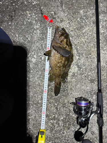 クロソイの釣果