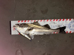 スズキの釣果