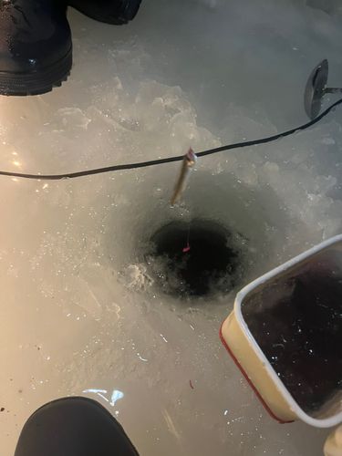 ワカサギの釣果