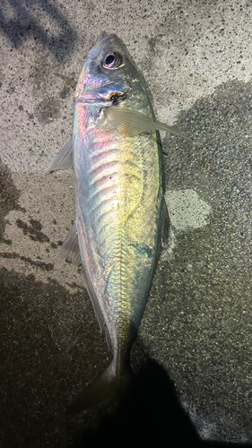 マアジの釣果