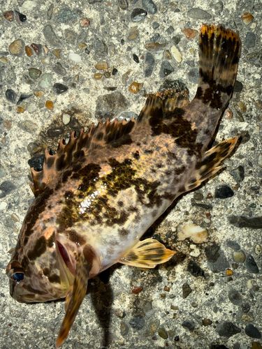 タケノコメバルの釣果