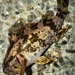 タケノコメバル