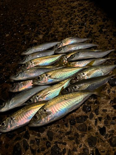 マアジの釣果