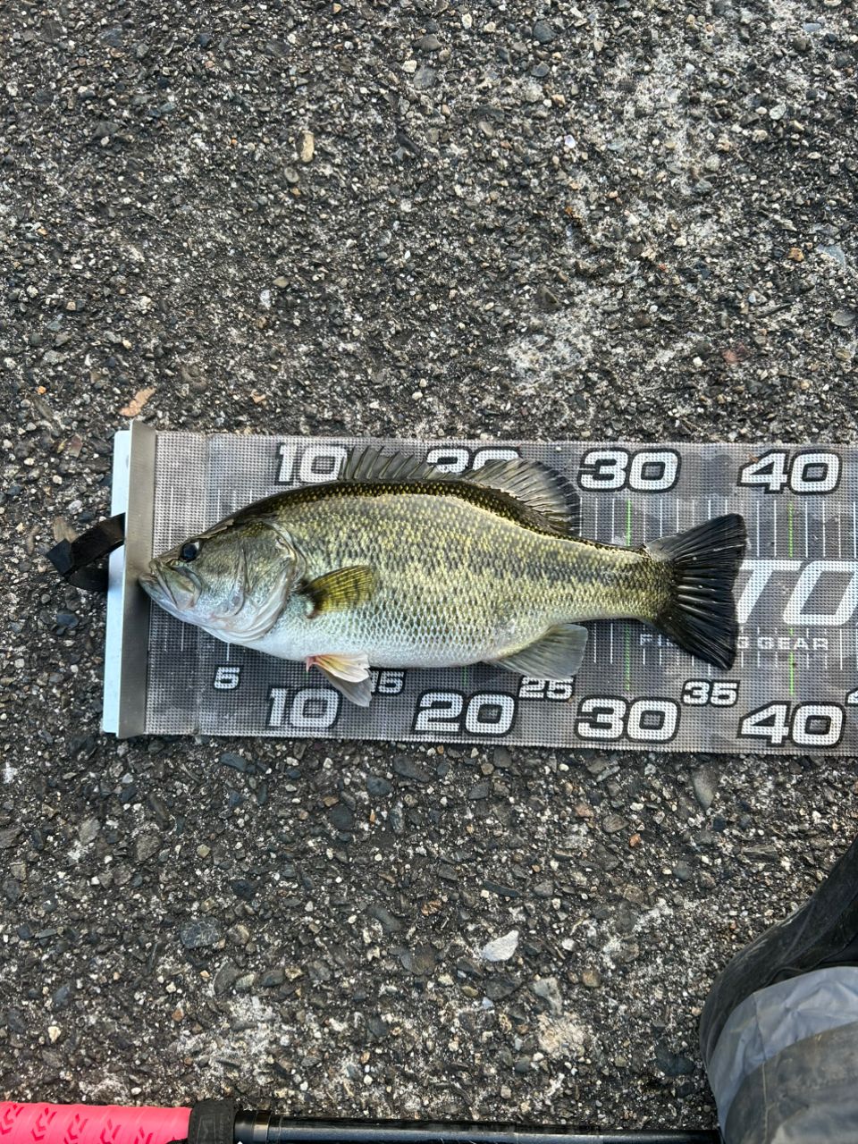 ラージマウスバス