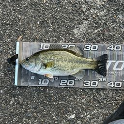 ラージマウスバス