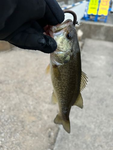 ラージマウスバスの釣果