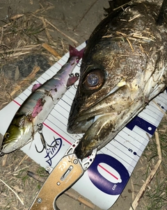 シーバスの釣果