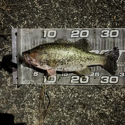 ラージマウスバス