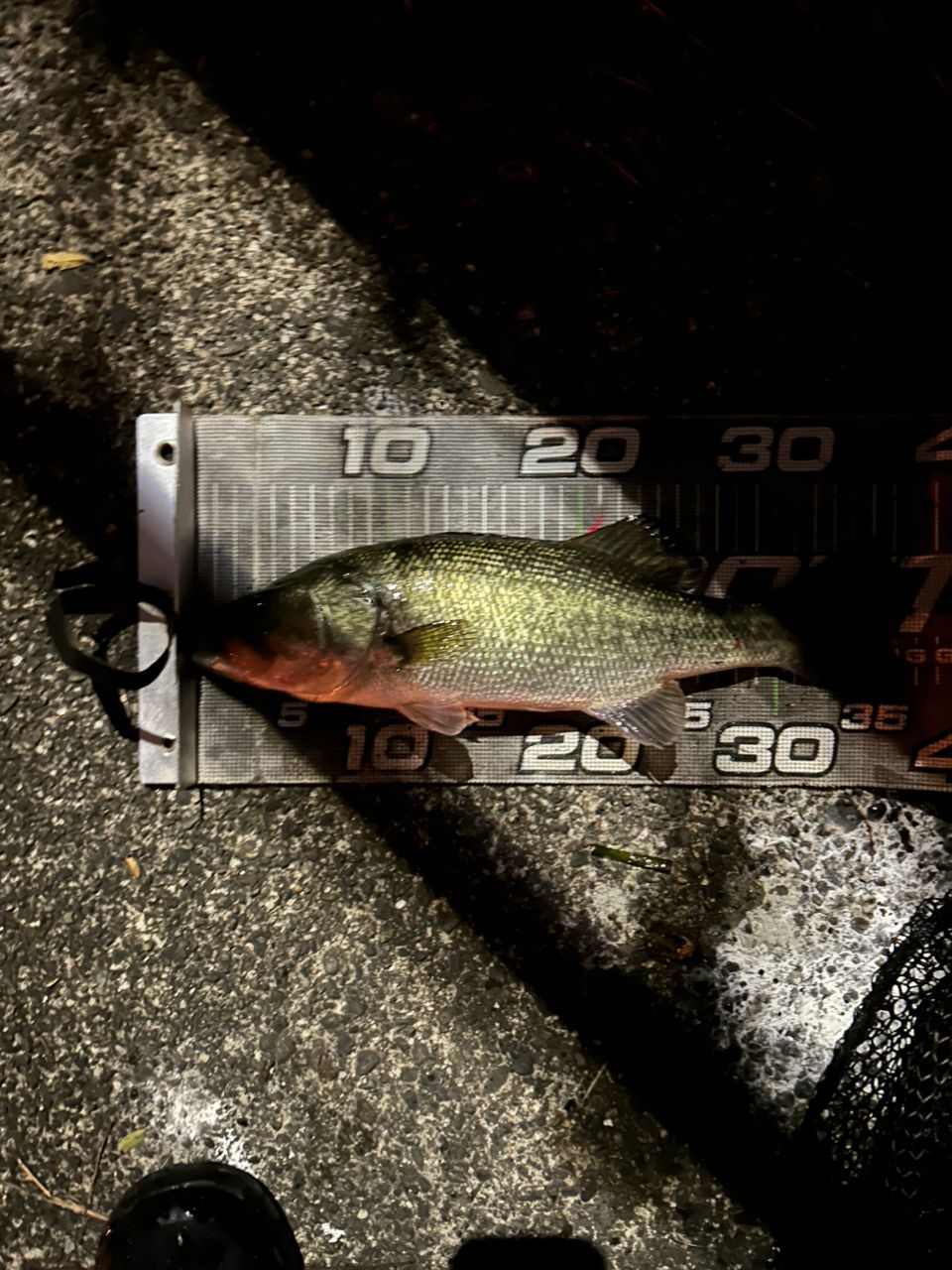 ラージマウスバス