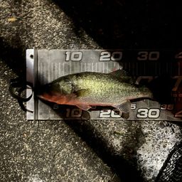 ラージマウスバス