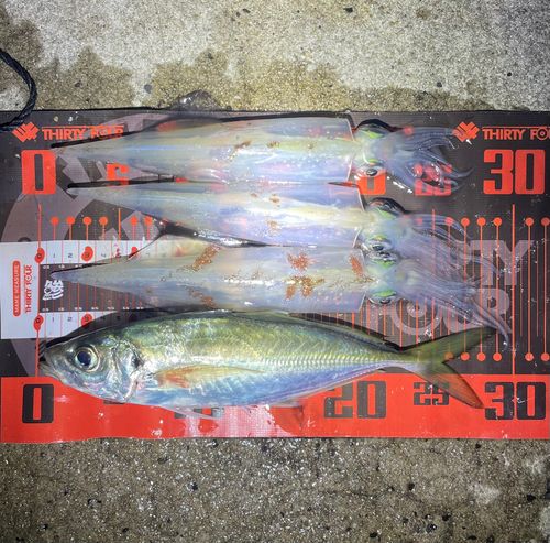 ヤリイカの釣果