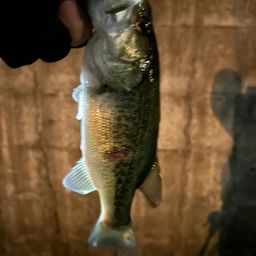 ラージマウスバス