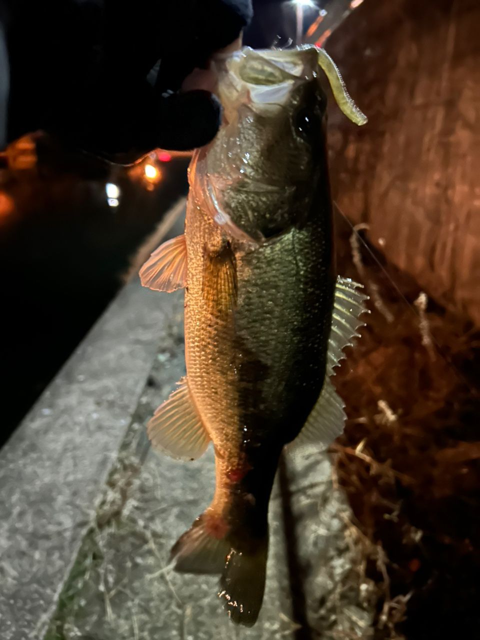 ラージマウスバス