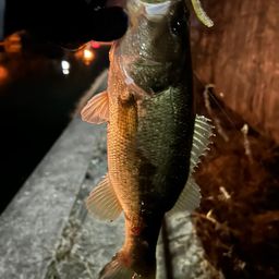 ラージマウスバス