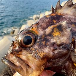 オウゴンムラソイ