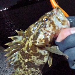 タケノコメバル